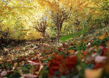 جنگل دالخانی در پاییزِ هزار رنگ