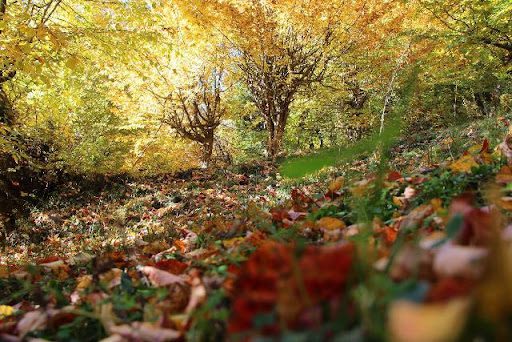 جنگل دالخانی در پاییزِ هزار رنگ