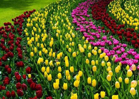 هلند / لیسه