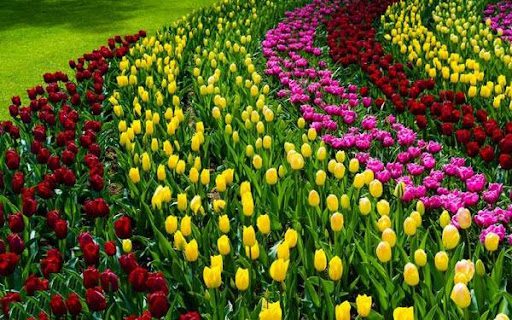 هلند / لیسه