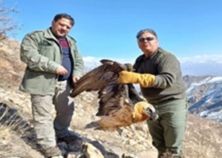 نجات یک بهله «هما» در کوه‌های شمالی زنجان