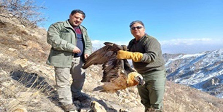نجات یک بهله «هما» در کوه‌های شمالی زنجان