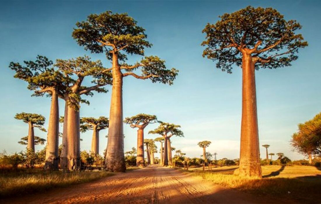 درختان جالب بائوباب-ماداگاسکار