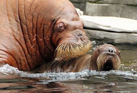 گراز دریایی|walrus 