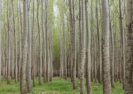 اجرای طرح زراعت چوب در حدود ۵۰ هکتار از اراضی آبیک