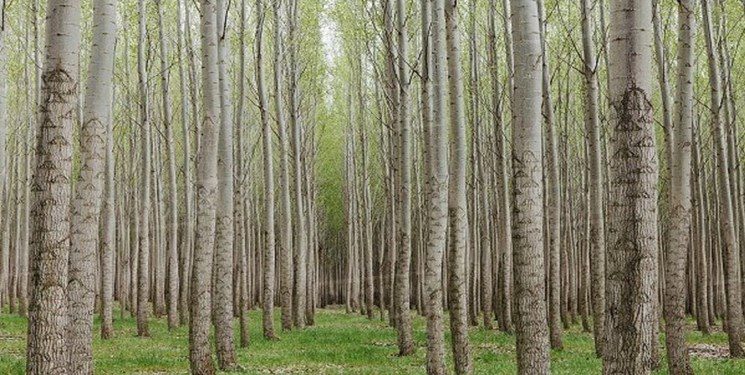 اجرای طرح زراعت چوب در حدود ۵۰ هکتار از اراضی آبیک