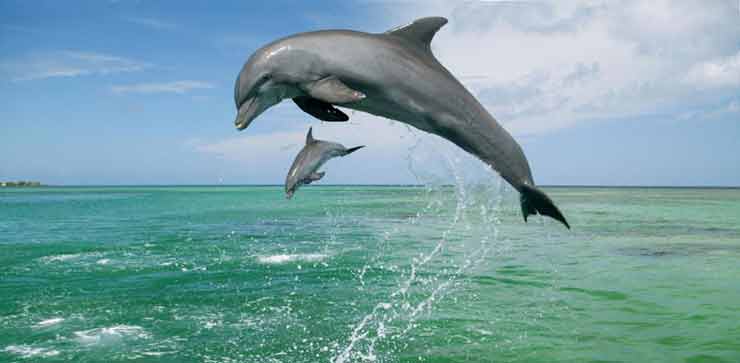 رقص دلفین‌ها در جزیره هنگام