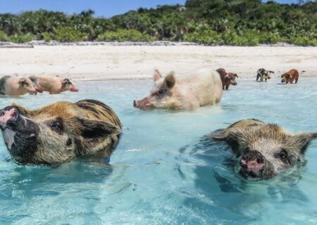 جزیره خوک ها در باهاماس یا باهاما