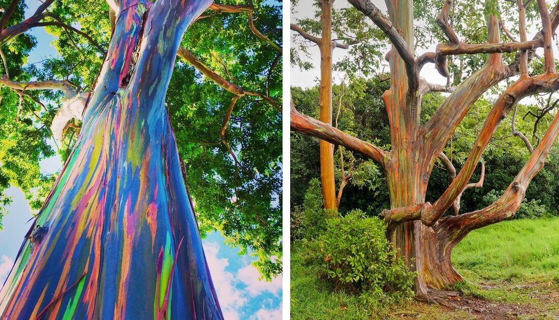درخت اکالیپتوس رنگین کمانی خیره کننده