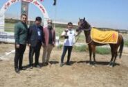 موفقیت سوارکاران استان بوشهر در مسابقات قهرمانی کشور