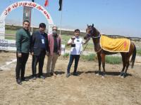 موفقیت سوارکاران استان بوشهر در مسابقات قهرمانی کشور