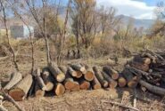 قطع درختان منبع جدید درآمدزایی در تهران!