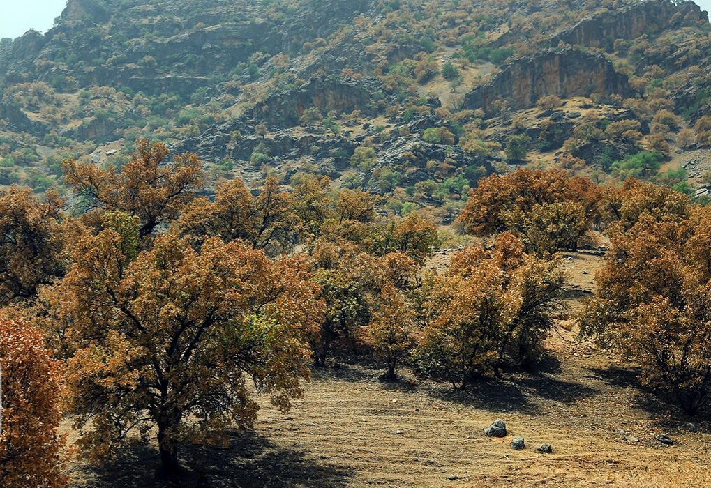۹۰ درصد درختان بلوط ایلام دچار زوال و عدم زادآوری شده اند