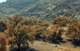 ۹۰ درصد درختان بلوط ایلام دچار زوال و عدم زادآوری شده اند