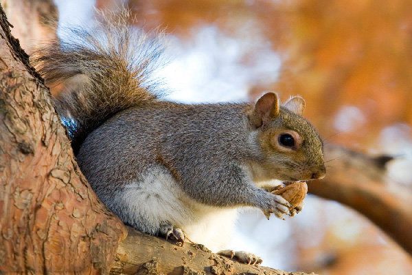 ۳۷ سنجاب در منزلی مسکونی در کهگیلویه و بویراحمد کشف شد