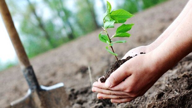 مشارکت مردم برای کاشت یک میلیارد درخت ضروری است