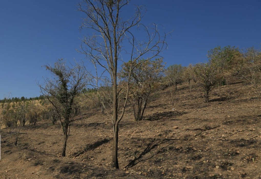 ایران با پوشش کم جنگلی با خطرات زیست محیطی مواجه است