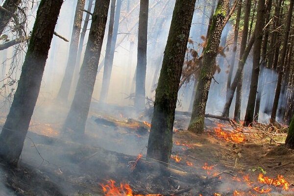آتش در کمین جنگل های گیلان