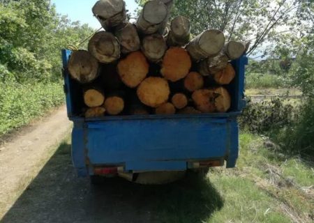 کشف ۳۰۰ اصله چوب‌آلات قاچاق در اردبیل/متخلف تحویل مراجع قضایی شد