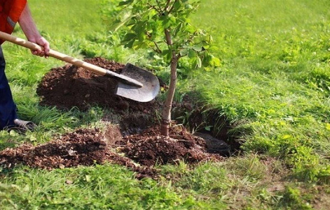 درختکاری جایگزین ۲ سال حبس در ارومیه شد