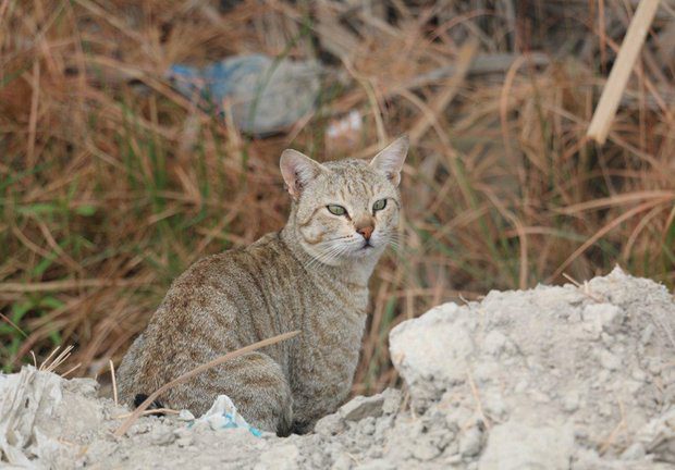 ۳ قلاده گربه وحشی نابالغ به محیط زیست بندرترکمن تحویل شد