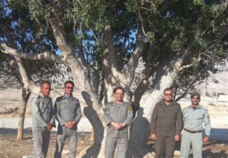 درختان کهنسال ۷۰۰ و ۵۰۰ ساله در بوشهر
