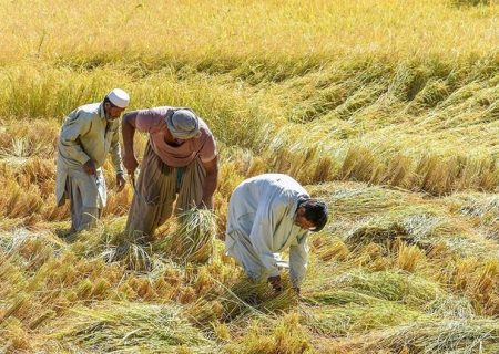 تحقق ۵۰ درصدی تعهد اشتغال بخش کشاورزی سیستان و بلوچستان