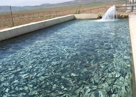 تکمیل زنجیره پرورش ماهی در دستور جهاد دانشگاهی بوشهر قرار دارد