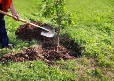 کاشت درخت‌های سازگار در بوشهر؛ حرکت در مسیر آینده‌ای سبز و پایدار