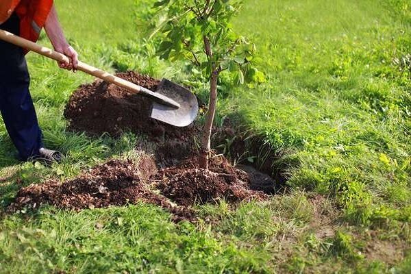 کاشت درختهای سازگار در بوشهر؛ حرکت در مسیر آیندهای سبز و پایدار