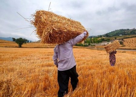 طرح ارتقای تولید گندم در ۴ شهرستان استان بوشهر اجرایی شد