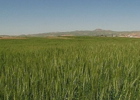 طرح جهش تولید در دیمزارهای استان بوشهر