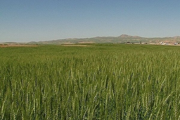 طرح جهش تولید در دیمزارهای استان بوشهر