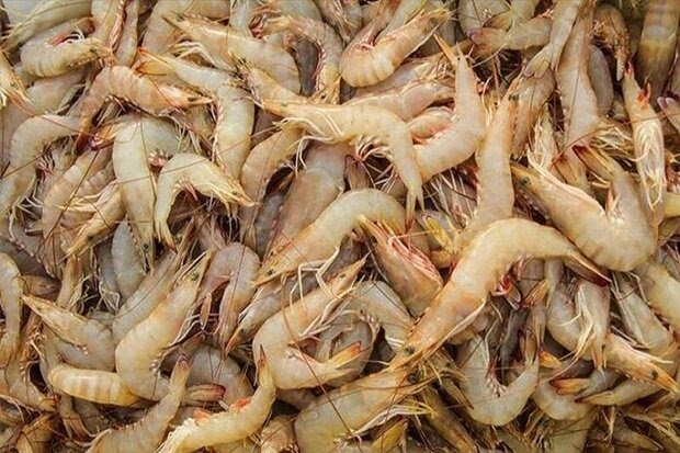 برداشت ۱۷ هزار تن میگو از مزارع پرورشی بوشهر تا پایان فصل