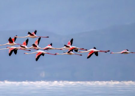 آماربرداری پرندگان مهاجر زمستانه در بوشهر آغاز شد