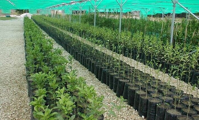 خیز سبز بوشهر؛ جهش تولید ۶.۵ میلیون نهال در مسیر احیای اقلیم جنوب
