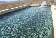 طرح پرورش ماهی در استخرهای کشاورزی با حمایت مالی استان اجرایی شد