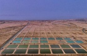 برداشت بیش از ۷ هزار تن میگوی پرورشی / بوشهر در مسیر تثبیت جایگاه نخست صنعت میگو کشور