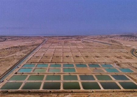 برداشت بیش از ۷ هزار تن میگوی پرورشی / بوشهر در مسیر تثبیت جایگاه نخست صنعت میگو کشور