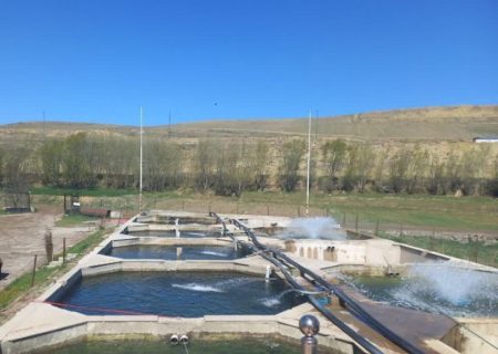 دشتستان در مسیر تبدیل به قطب پرورش ماهی؛ استفاده دو منظوره از استخرهای ذخیره آب کلید خورد