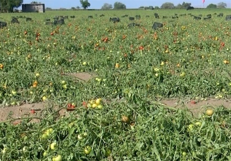 ارزیابی خسارت تگرگ به مزارع گوجهفرنگی جنوب بوشهر آغاز شد