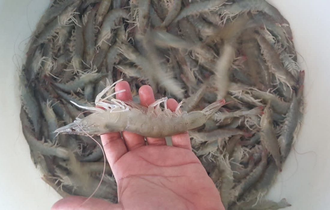 موفقیت برنامه اصلاح نژاد میگو، گامی مؤثر در کاهش وابستگی به واردات