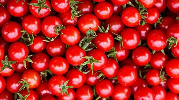 صادرات گوجهفرنگی استان تسهیل میشود