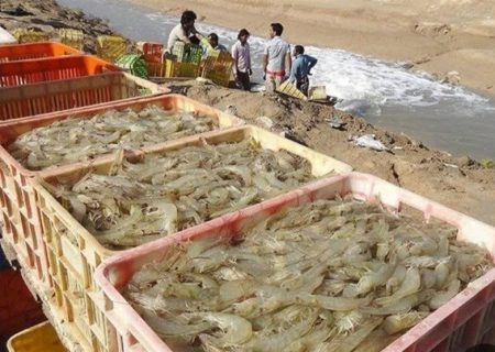تولید بیش از ۳۰ هزار تن میگوی پرورشی در استان بوشهر