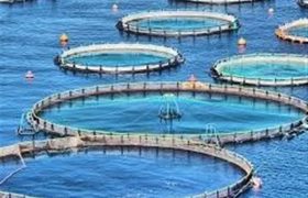 تولید۱۴ هزار و ۲۵۰ تن ماهی/ بهره‌برداری از ۲۱ مزرعه در سواحل بوشهر