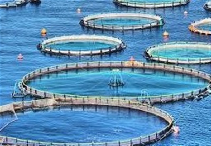 تولید۱۴ هزار و ۲۵۰ تن ماهی/ بهرهبرداری از ۲۱ مزرعه در سواحل بوشهر