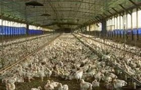 ۳۸ هزار تن گوشت مرغ در استان بوشهر تولید شده است