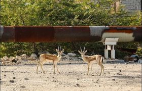 اولین سرشماری آهوان در جزیره خارگو انجام شد