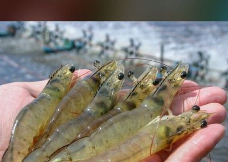 برگزاری دوره تخصصی مدیریت پلانکتونی در مزارع پرورش میگوی بوشهر