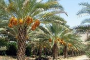 هشدار درباره افزایش خطر پژمردگی خوشه و ترشیدگی خرما در بوشهر